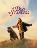 Flanders Köpeği izle